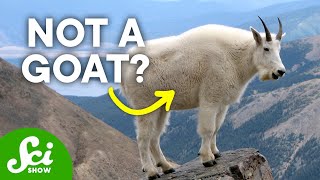 7 Animals That Aren't What We Call Them