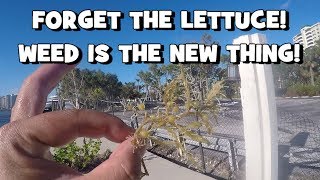 FORGET THE LETTUCE!!! Catching FISH on WEEDS!!! (FL Slam EP4) (Boca Raton, FL)