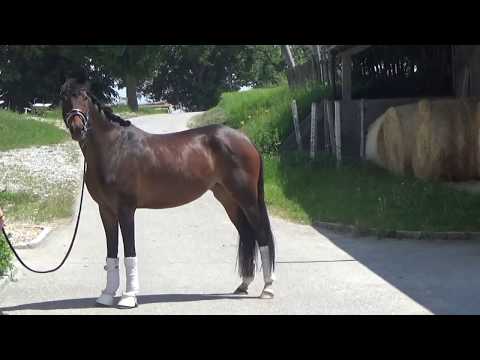 Bretton woods 5 Jährige Hannoveranerstute