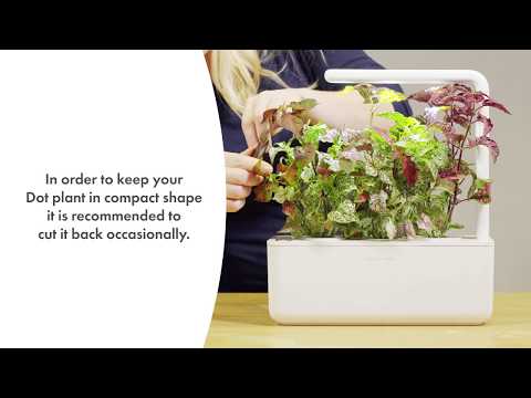 Click &amp; Grow Smart Garden 3 vnt. papildymas - margojo turklenio sėklos video