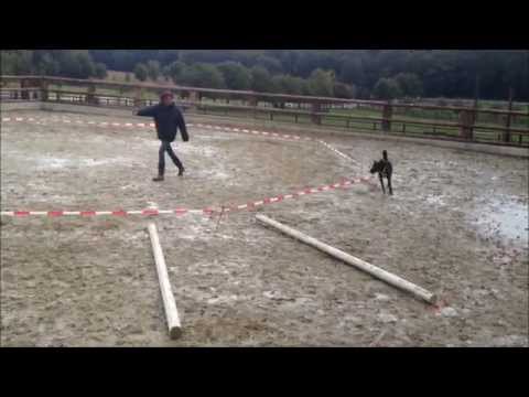 Dog Campus - Die Hundeschule 7. Stunde Longieren