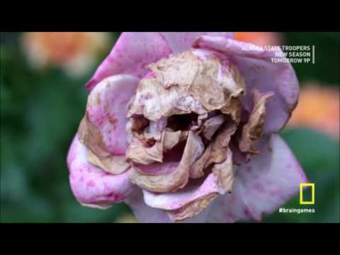 Brain Games - Pareidolia