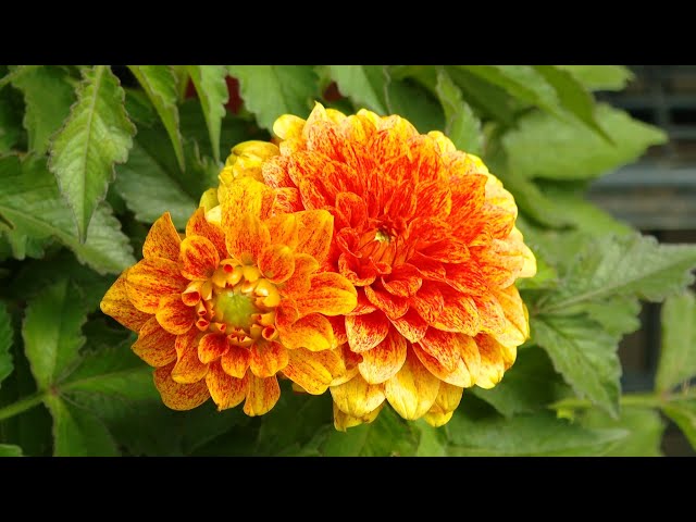 В Ангарске прошла ярмарка цветов