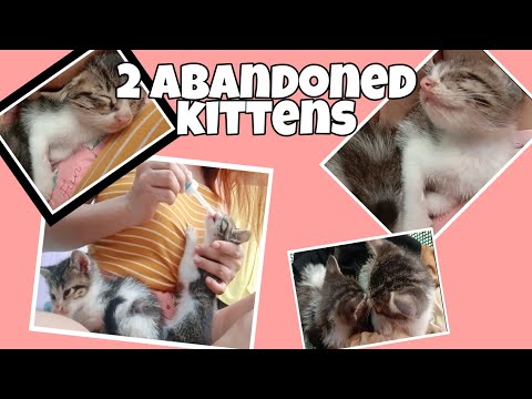 Feeding Abandoned kittens | Week 1