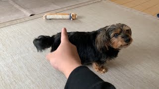 おやつが無いと"持ってこい"してくれない犬