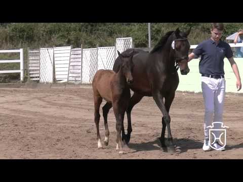 RD037 Hengstfohlen von Connor   Timolino xx   Colman Apple Geräte HD Höchste Qualität