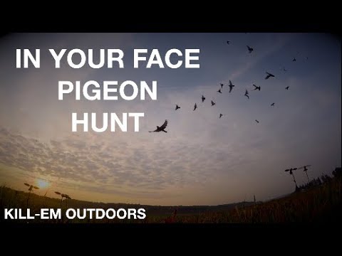 In Your Face Pigeon Hunt