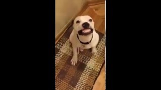 Smiling dog