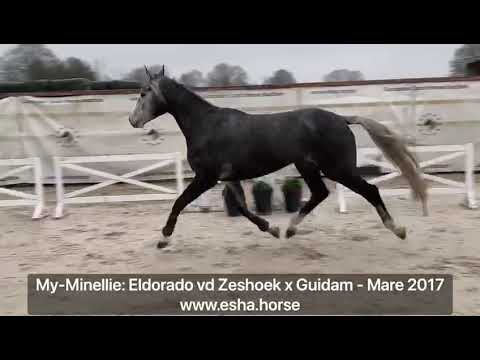 My-Minellie: Eldorado van de Zeshoek x Guidam