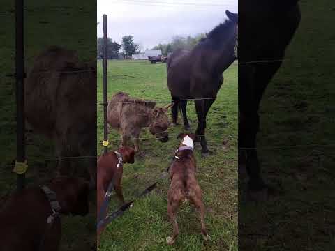 Funny donkey #donkey #funny #animals #funnyvideos #Foryou
