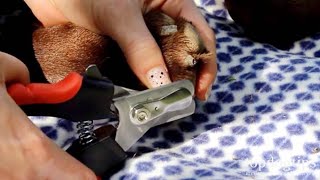 How To Trim Dog Nails Without Clipping the Quick