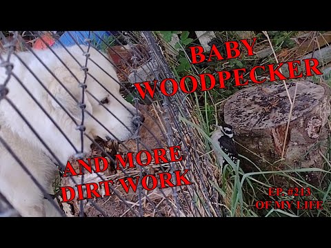 The Frank Files BABY WOODPECKER AND MORE DIRT WORK  EP.213  #franksmiles