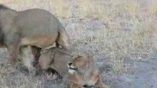 LIONS FALLING IN LOVE