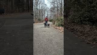 Video preview image #1 American Pit Bull Terrier-American Staffordshire Terrier Mix Puppy For Sale in Cary, NC, USA