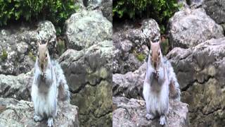 [yt3d] Jack Hylton And His Orchestra - Tip-toe Through The Tulips (HMV, 1929)