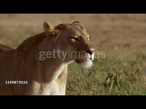 Home Alone (QuiggC1 Mammal Style) Part 13: Everything's Full; Help From A Dog King