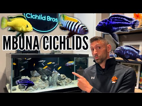 How to Keep Mbuna Cichlids | Care Guide & Species Profile