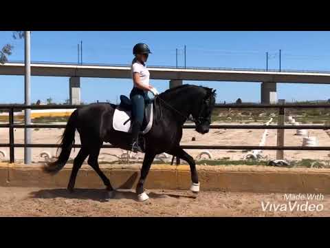 SOLD - API - Black PRE stallion 2015 - 1.65 meters - Baroque look