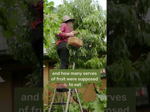 Tiny City Backyard: 92% Veggie Self-Sufficiency!