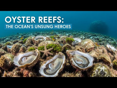 Oyster Reefs: The Ocean's Unsung Heroes