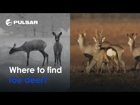 Looking for roe deer? Go to a meadow! | Thermal vision