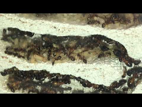 Camponotus fellah / T. nylanderi Update, Brut & Fütterung