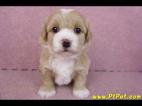 01/30馬爾泰迪公幼犬1號