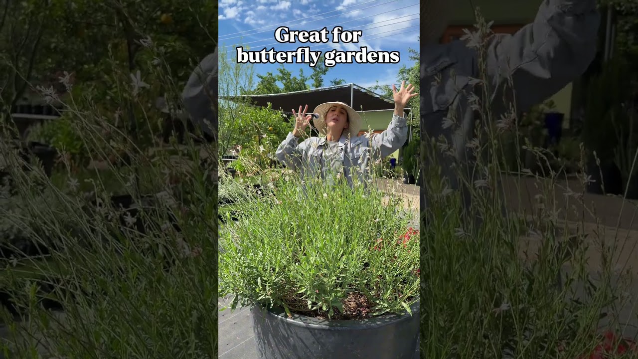 White Gaura: Whirling Butterflies Texas-Tough Perennial for your Garden