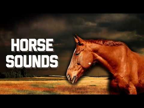 Horse Sounds Video