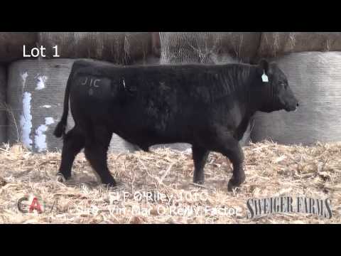 lot 1 slf o'riley 101c