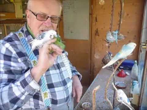 2017 09 24 Der Wellifluestererfilm des Tages