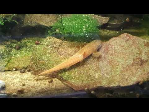 277. Kirysek pigmej - Corydoras pygmaeus