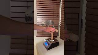 Big Progress Training Red Factor Congo African Grey Parrot