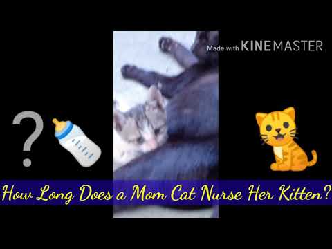How Long Does A Mom Cat Nurse Her Kitten?
