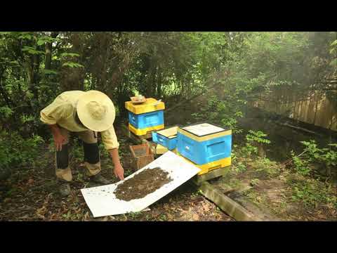 ABC of the apiary part 7 - colonizing the swarm