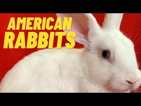 , title : 'american rabbit breed, History /origin'