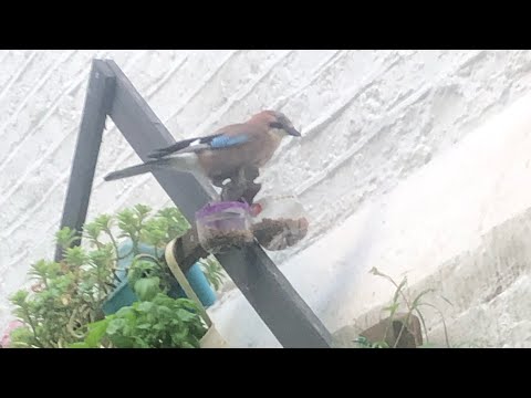 Shattering illusions & delusions boot camp for the brainwashed #funkyevolutionparty 🏴‍☠️