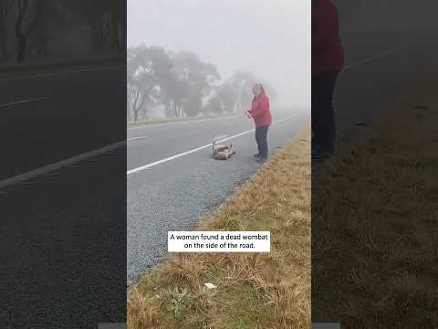 No one expected to find a living baby inside the deceased wombat.#wombat #animalrescue #wildlife