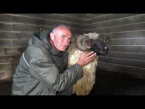 -Ovna ne bih dao za 1500 eura jer je ponos Janja -