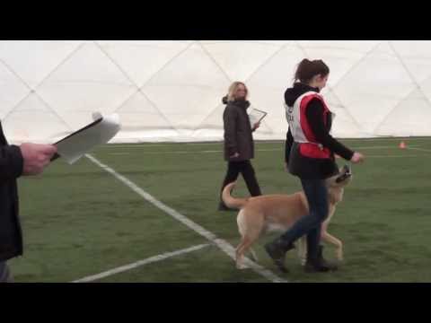 Obedience Magyar Kupa Sorozat Gödöllő -- 1. állomás / Kezdők versenye / Kutyavilág.eu