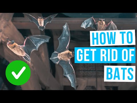 How to GET RID OF BATS in the attic