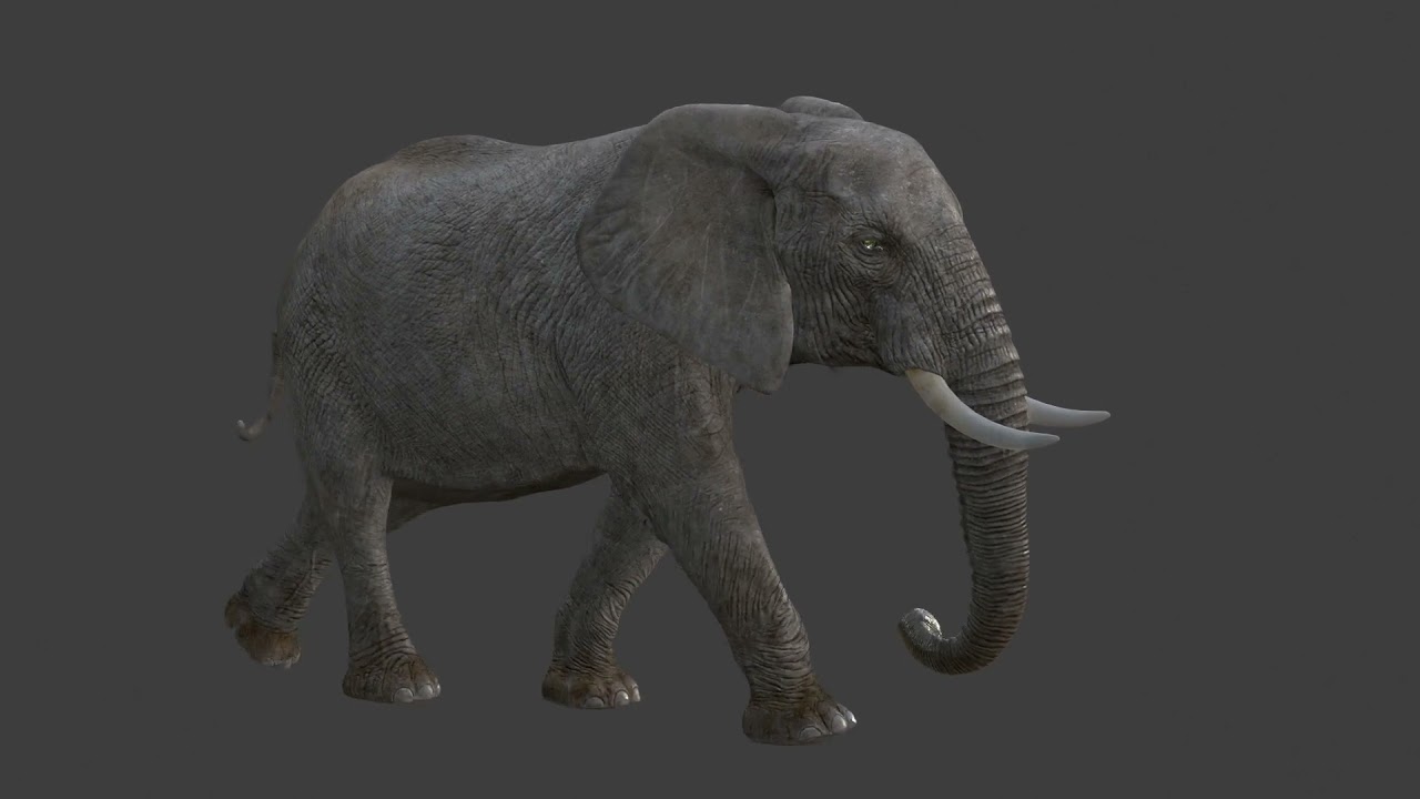African Elephant Rigged Animated 3D Model
