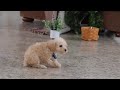 Schnoodle dogs for sale: Atlas - Video 1