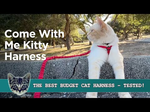 Come with me Kitty cat harness