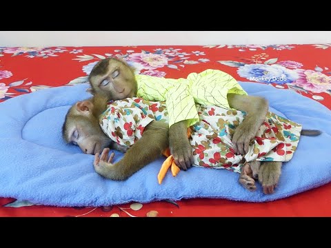 Amasing!! Dodoo So Much Care Mori, Mori So Much Warm