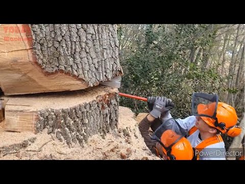 Fastest Cutting Big Tree Skill Chainsaw Machines,Amazing Fastest Wooden House Construction Method #2