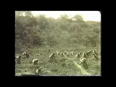 Monkey Footage of C. R. Carpenter