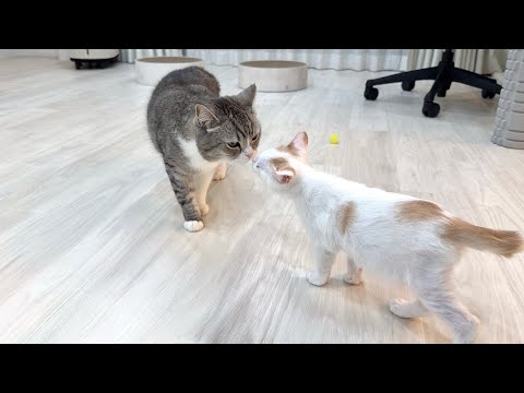 ボス猫が病院の匂いをつけて帰ってきたら新入り子猫の反応が可愛すぎましたw