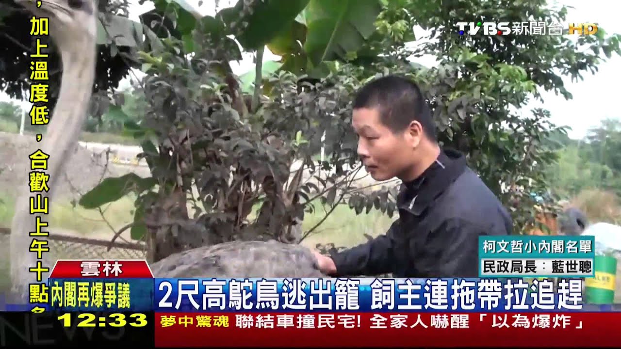 2尺高鴕鳥逃出籠 飼主連拖帶拉追趕