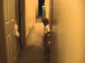2 Yr Old Acting Like Woody Riding Donkey